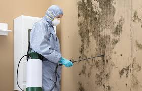 Why You Should Choose Our Mold Remediation Services in East Honolulu, HI